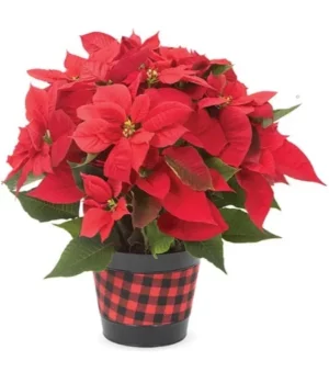 Holiday Plaid Prosperity