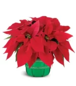 Holiday Poinsettia Basket