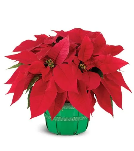 Holiday Poinsettia Basket