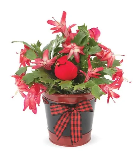 Song Bird Bouquet