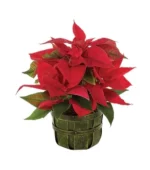 Traditional Holiday Poinsetta