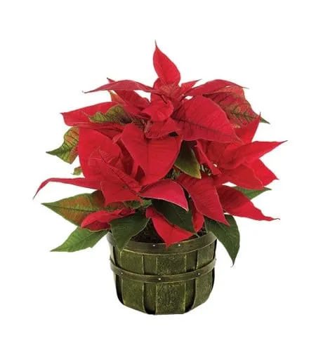 Traditional Holiday Poinsetta