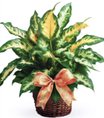 Beautiful Basket