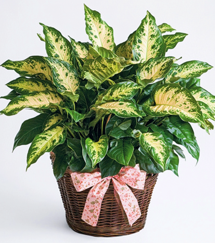 Beautiful Basket