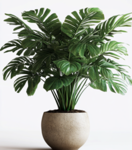 Mystery Palm
