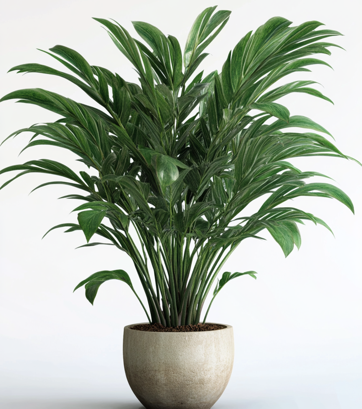 Mystery Palm