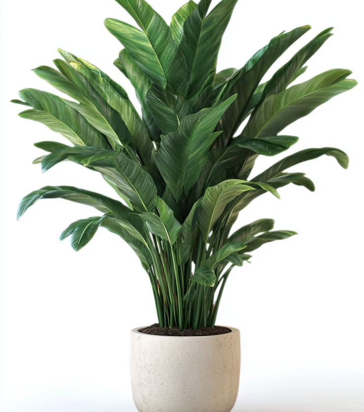 Mystery Palm