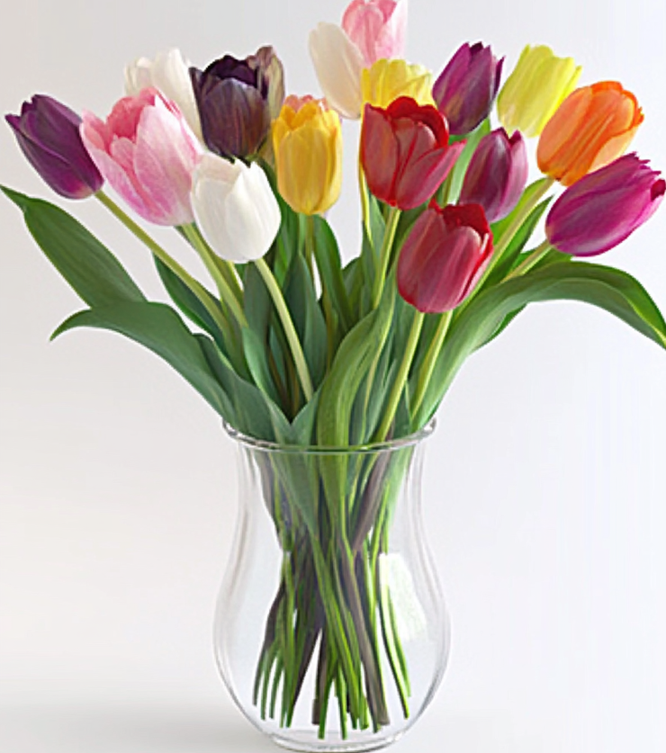 Radiant Tulips