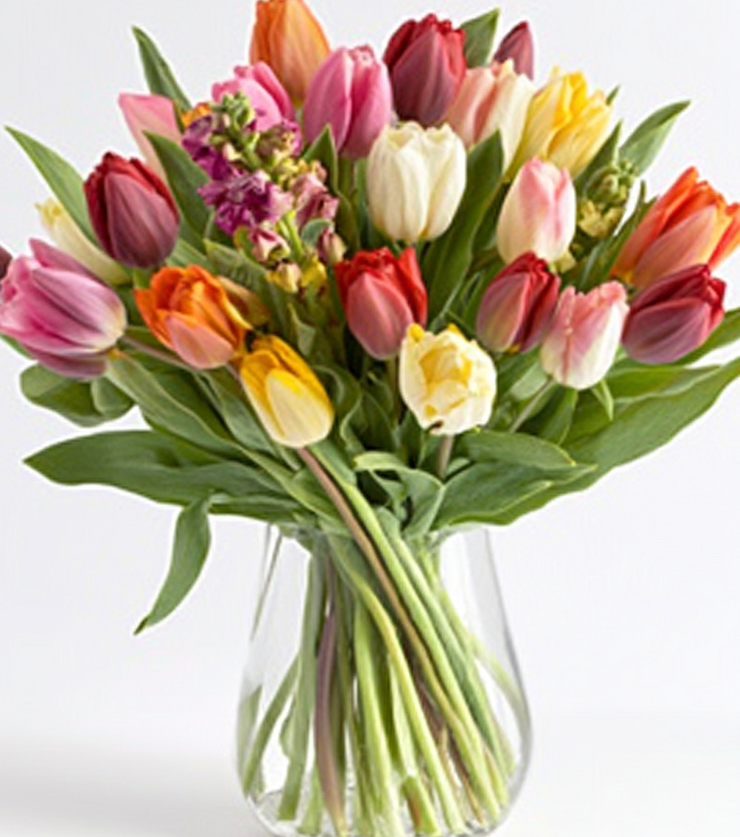 Radiant Tulips