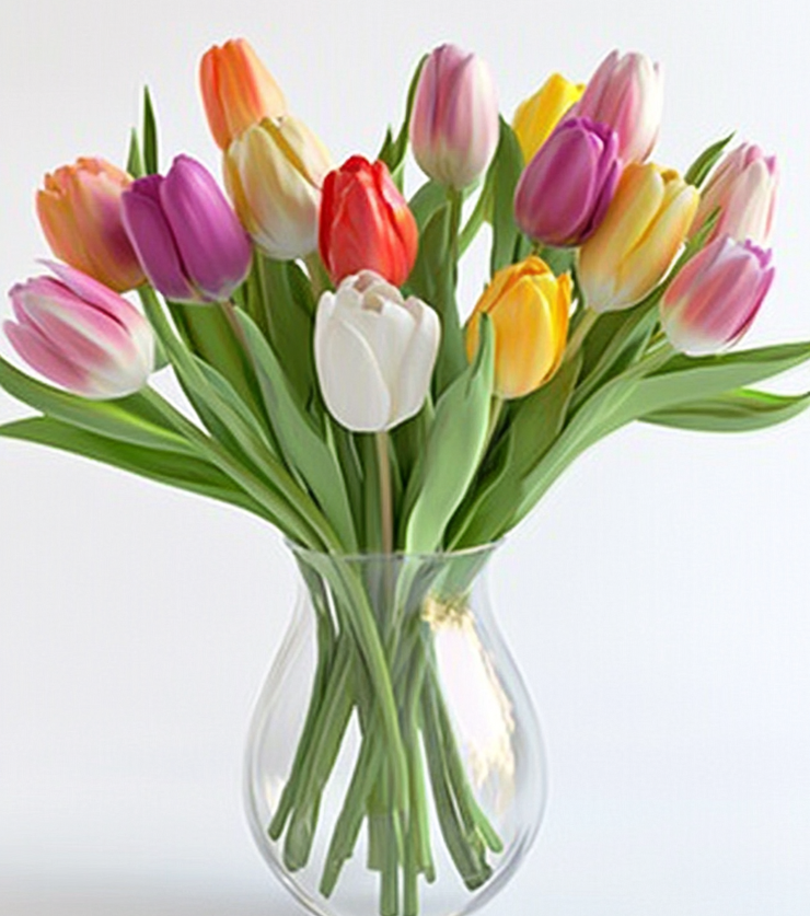 Radiant Tulips