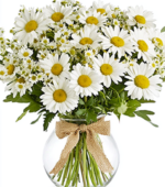 All-White Shimmering Daisies