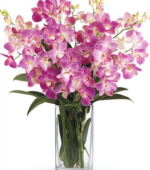 Exotic Orchids