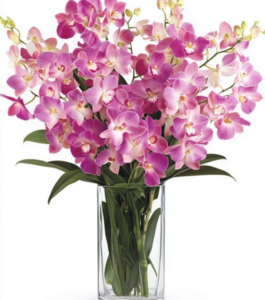 Exotic Orchids