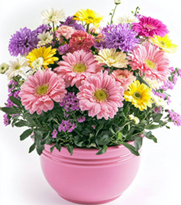 Exquisite Flowers