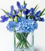 Full Blue Hydrangea