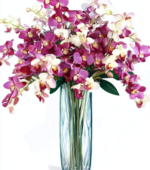 Orchids in a Vase