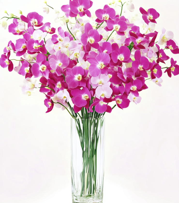 Orchids in a Vase