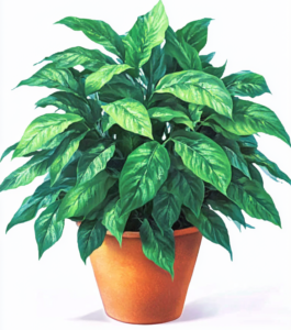 Peace Lily