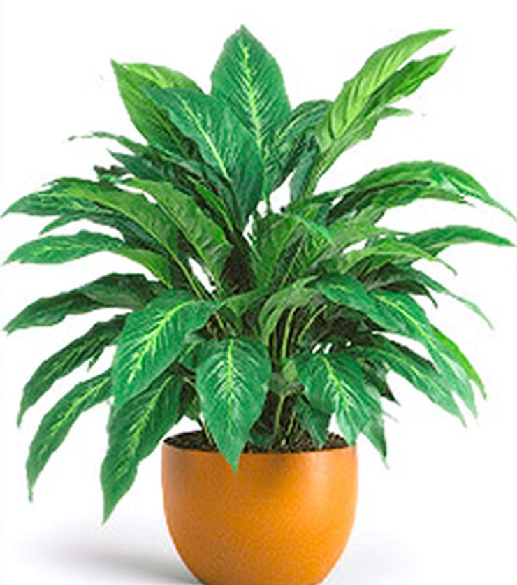Peace Lily