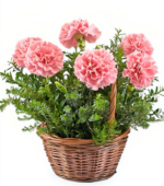Perfectly Pink Carnations