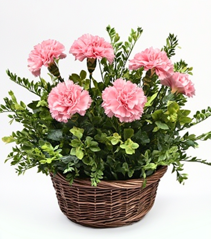 Perfectly Pink Carnations