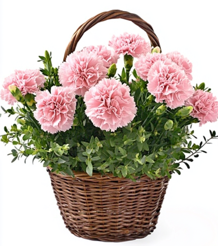 Perfectly Pink Carnations