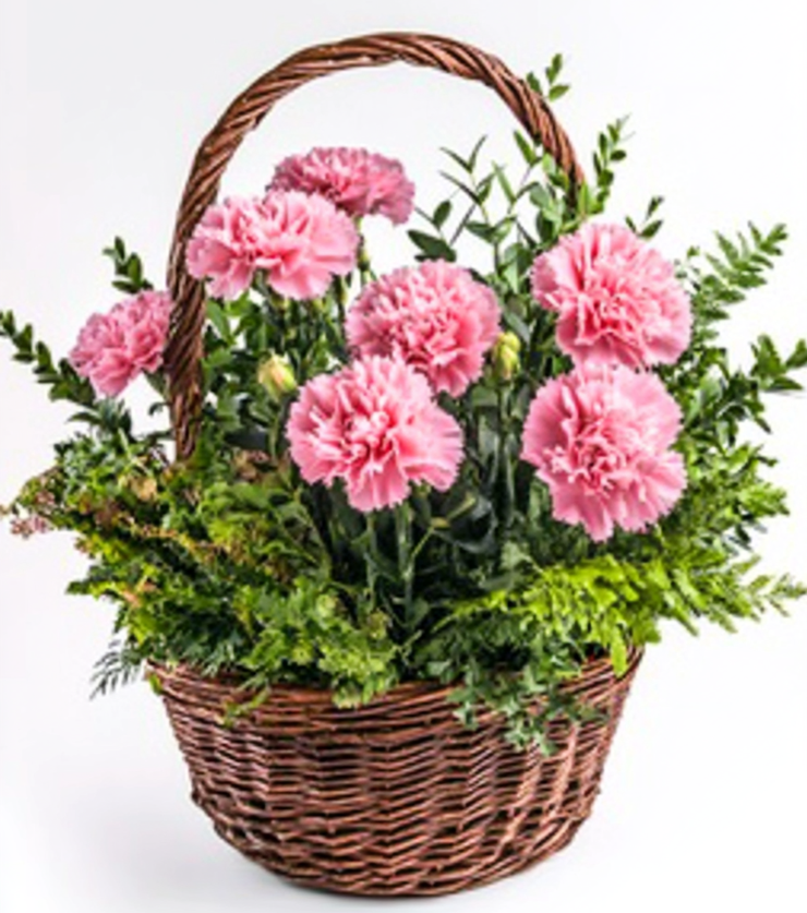 Perfectly Pink Carnations