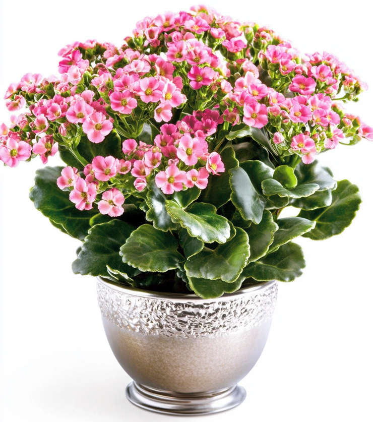 Pink Kalanchoe