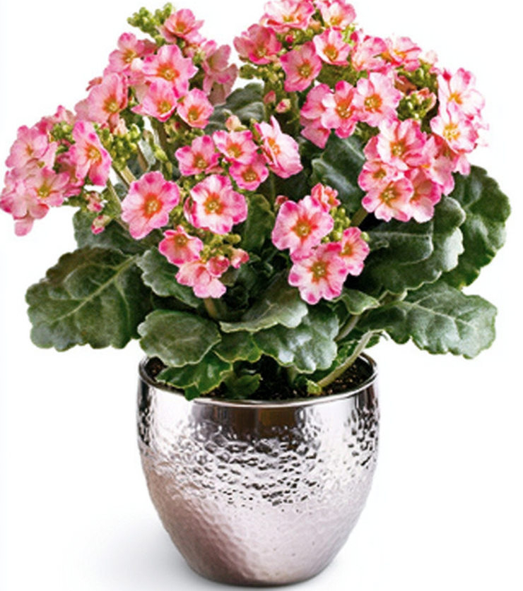 Pink Kalanchoe