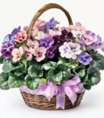Potted Perfection Violets