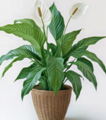 Spathiphyllum
