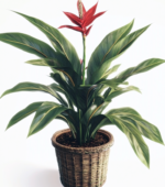 The Regal Plant