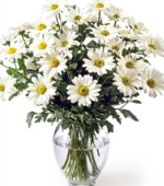 White Daisies