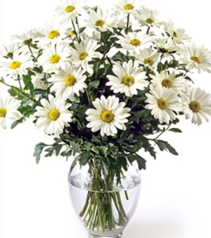 White Daisies