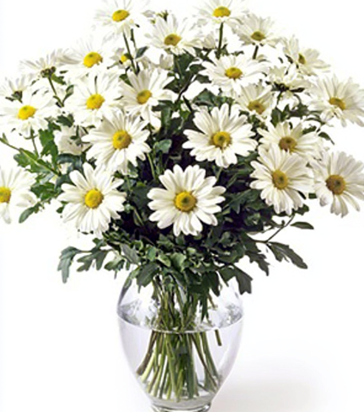 White Daisies