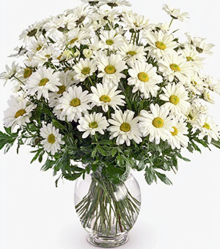 White Daisies