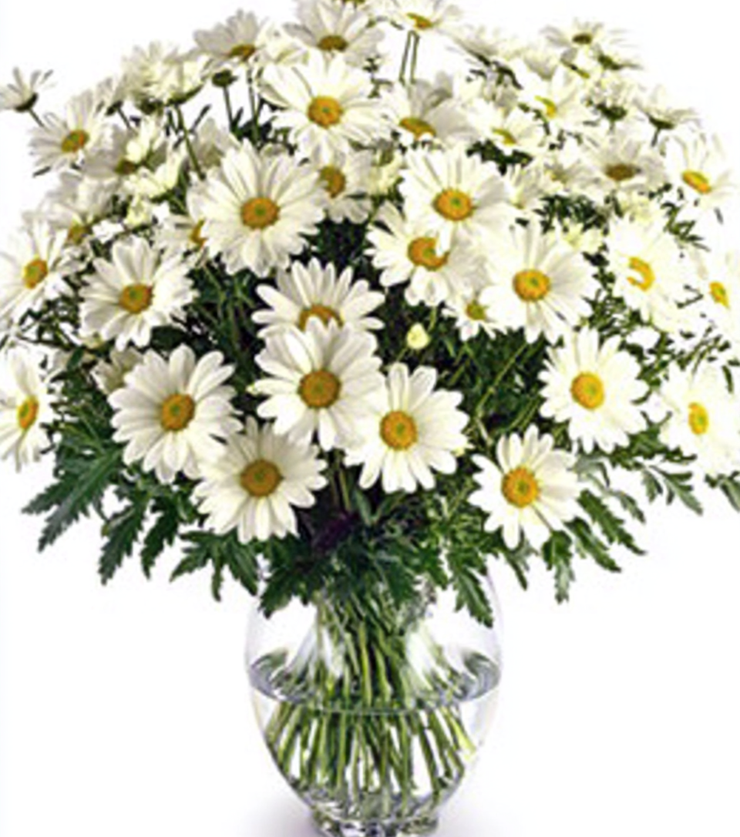 White Daisies