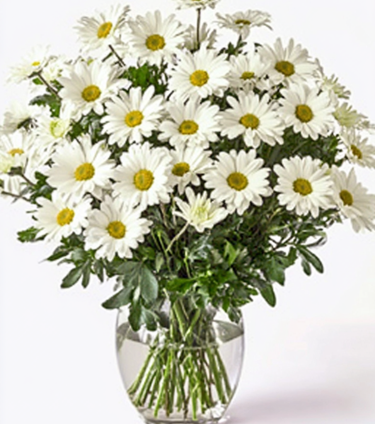 White Daisies
