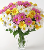 Assorted Daisies