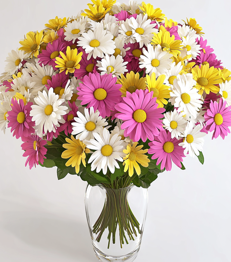 Assorted Daisies