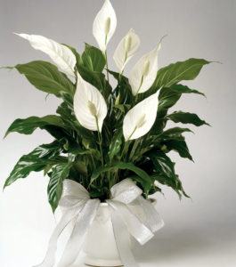 Peace Lily