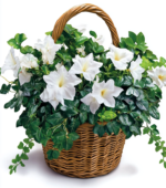 Pure White Blooms Basket