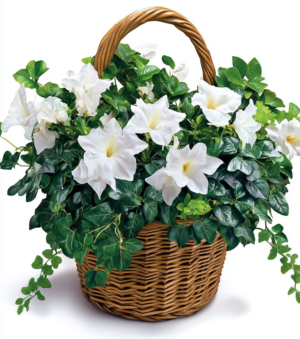 Pure White Blooms Basket