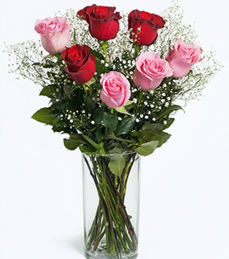 Vibrant Roses