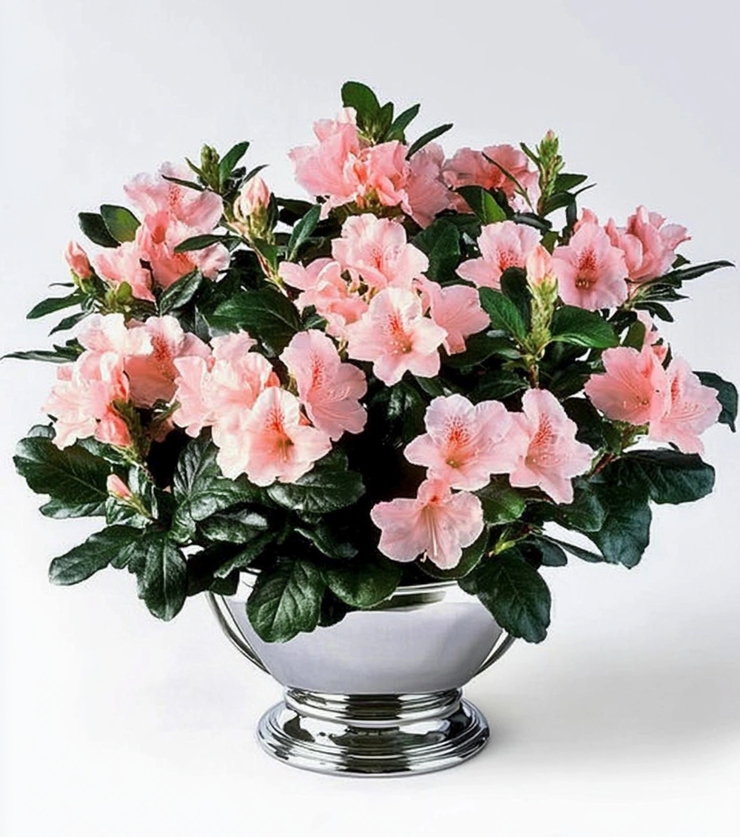 Azalea Arrangement