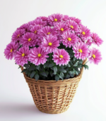 Lovely Florist