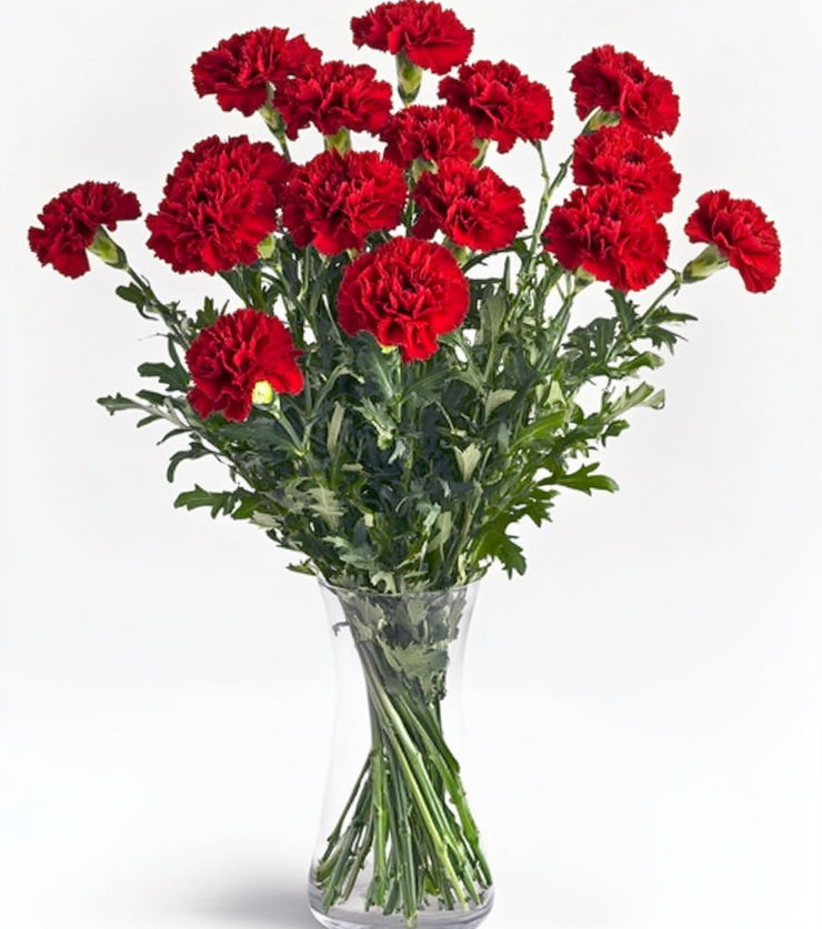Perfectly Pink Carnations