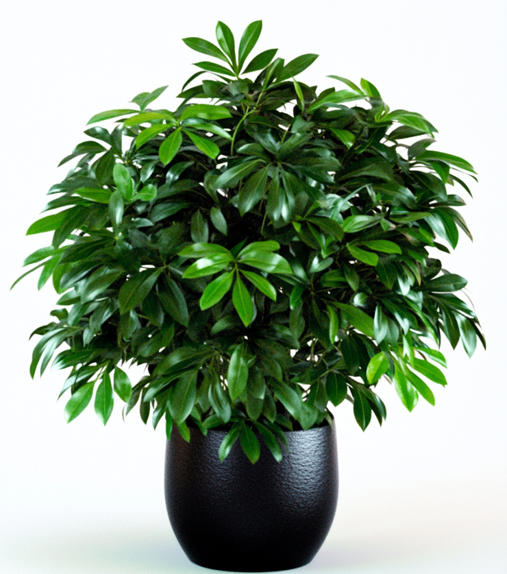 Potted Schefflera