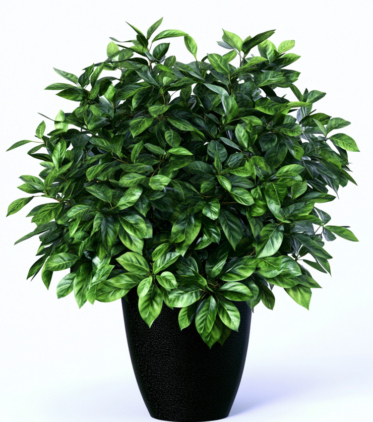 Potted Schefflera