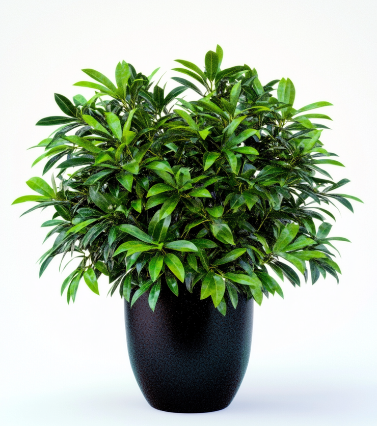 Potted Schefflera
